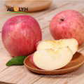 New Crop Qinguan Fuji Fresh Apple Fruits